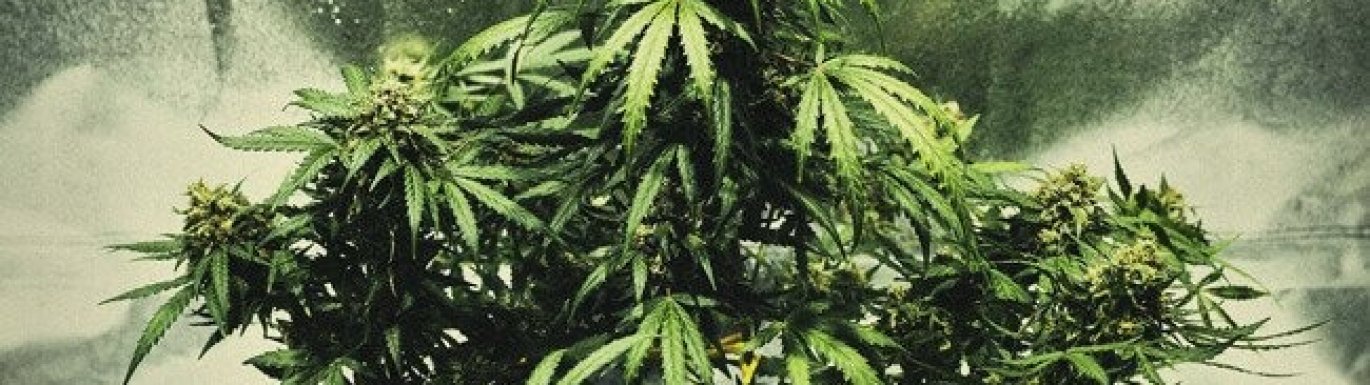 Les variétés de cannabis autofloraison les plus rapides du marché