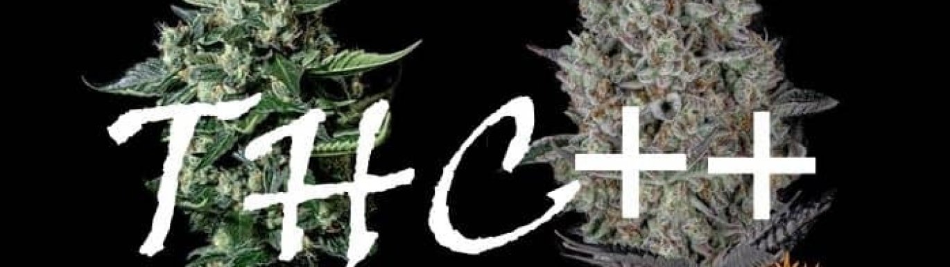 The most powerful marijuana strains in THC
