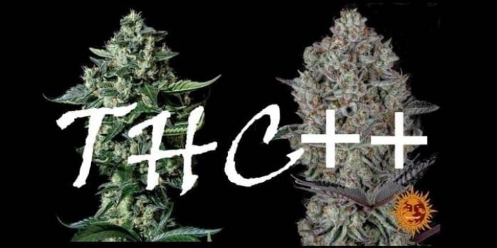 Las variedades de marihuana más potentes en THC