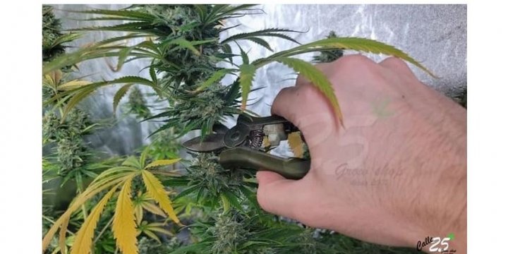 ¿Cuándo cortar las plantas de marihuana?