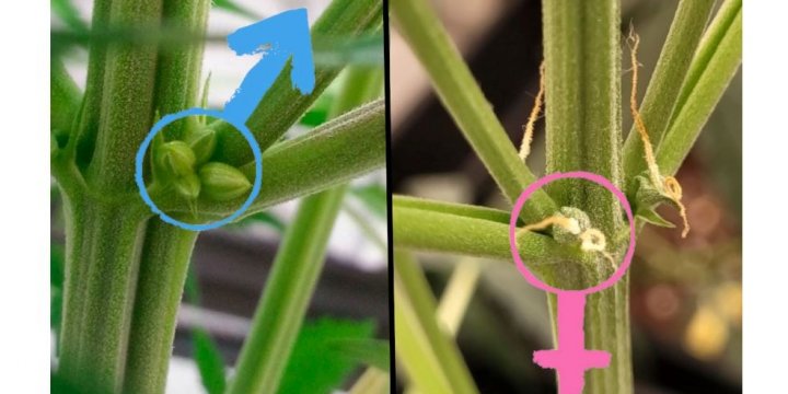 Distinguishing male and female cannabis plants