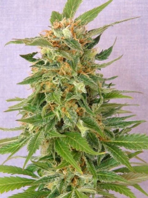GINGER PUNCH AUTO