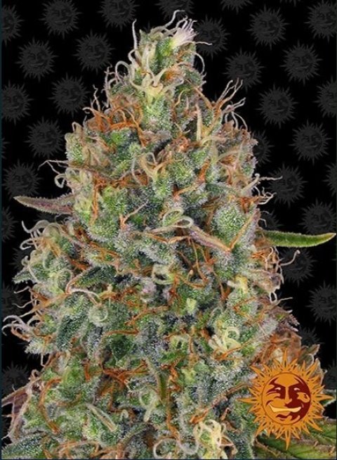 SWEET TOOTH AUTO