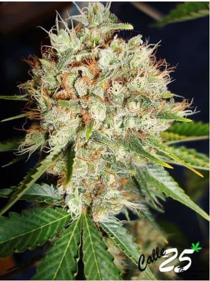 Big Bud XXL - Ministry Of Cannabis