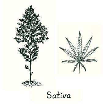 Cannabis sativa L.