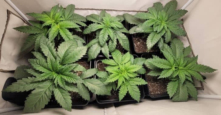 Cannabis en crecimiento vegetativo