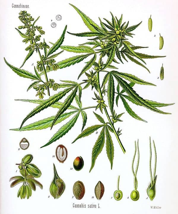 Male cannabis cycle