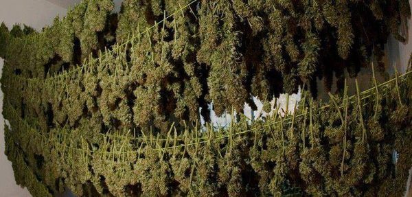 Secado marihuana ramas