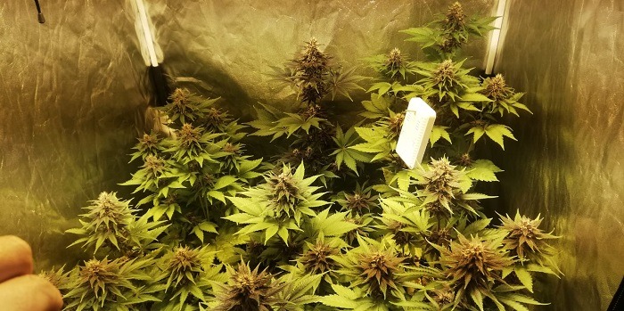 Cultivo de marihuana en interior