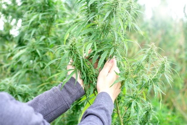 Cultivo exterior de marihuana
